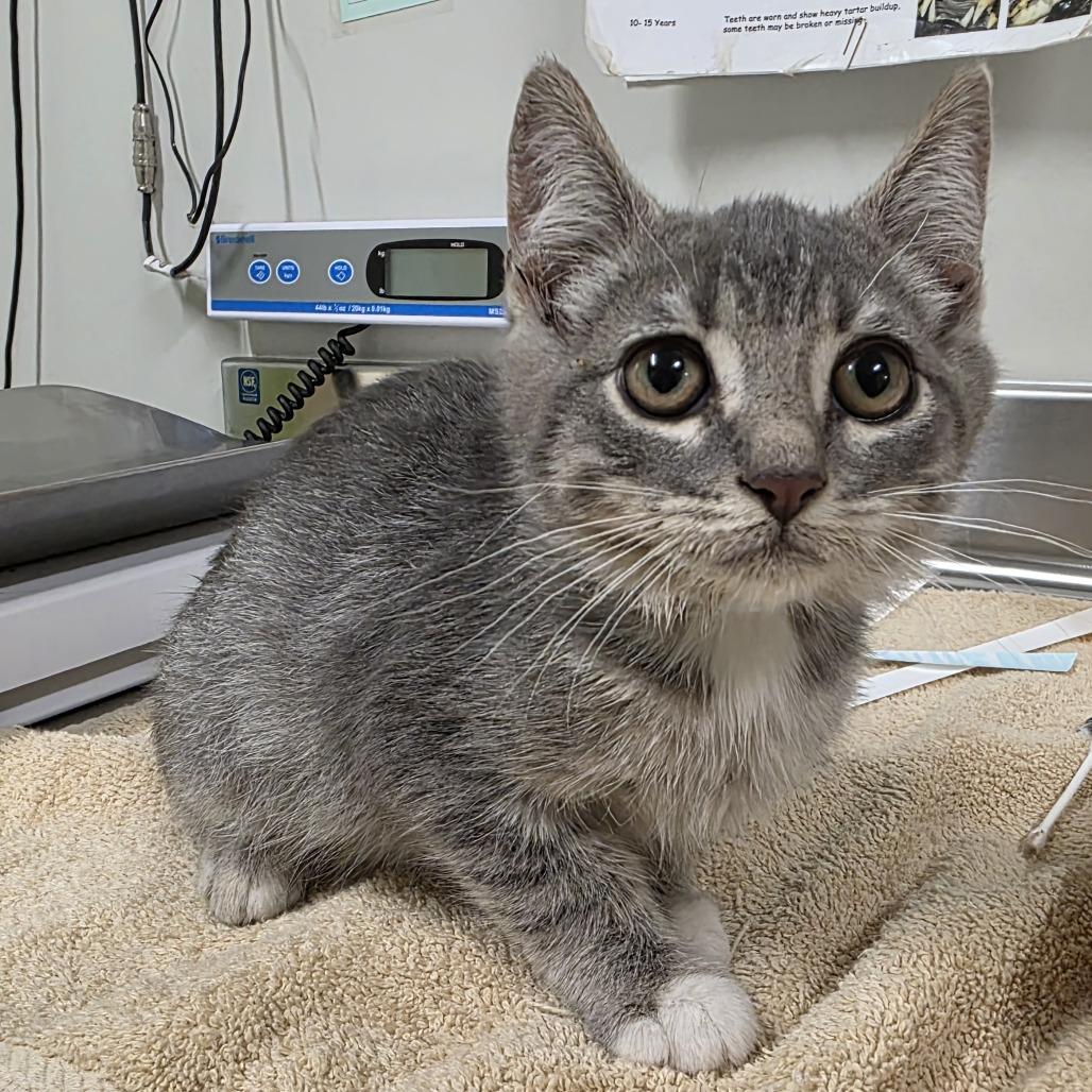 Enlarge STRAY KITTEN "Nickels", a Adoptable Domestic Short Hair in Saint Cloud, MN image 1/1