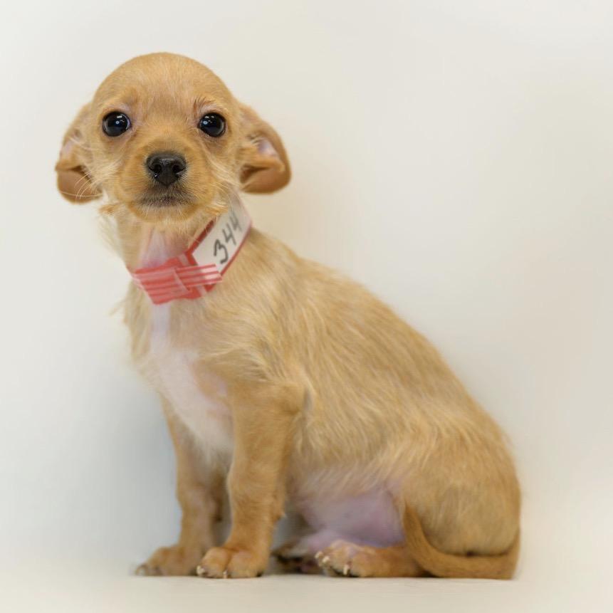 Enlarge 344 (2026) Finn, a Adoptable mixed breed in Parker, CO image 1/6