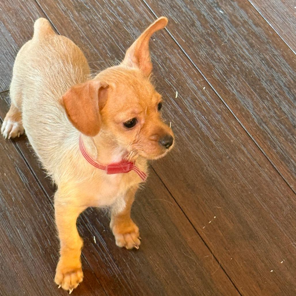 Enlarge 344 (2026) Finn, a Adoptable mixed breed in Parker, CO image 2/6