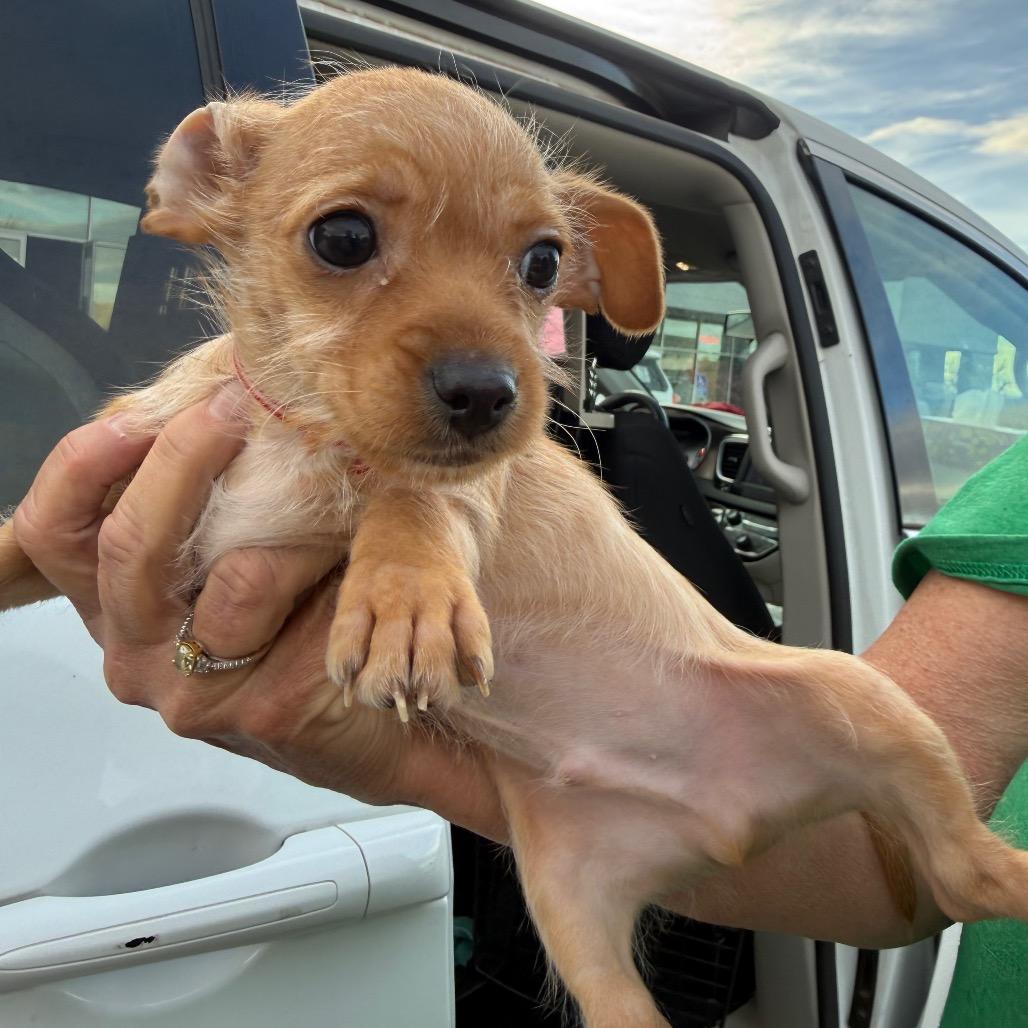 Enlarge 344 (2026) Finn, a Adoptable mixed breed in Parker, CO image 3/6
