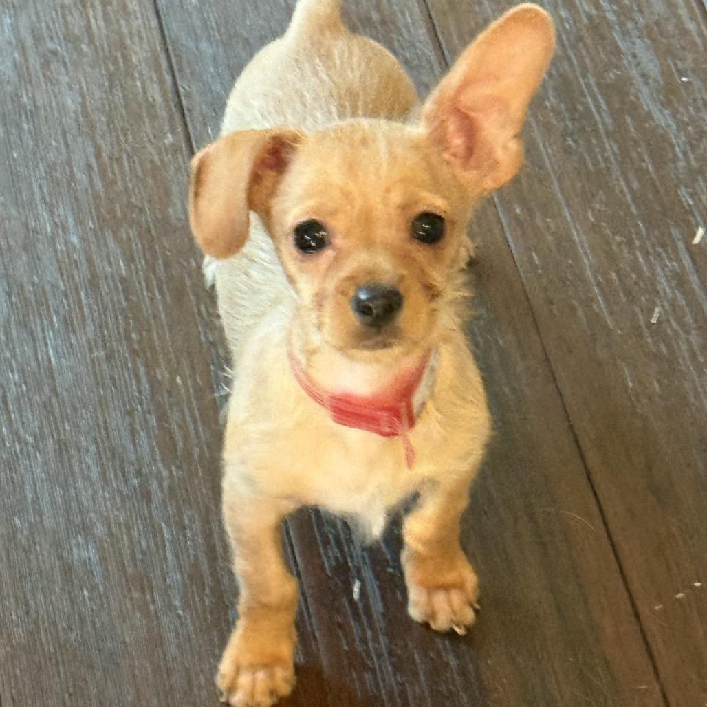 Enlarge 344 (2026) Finn, a Adoptable mixed breed in Parker, CO image 4/6