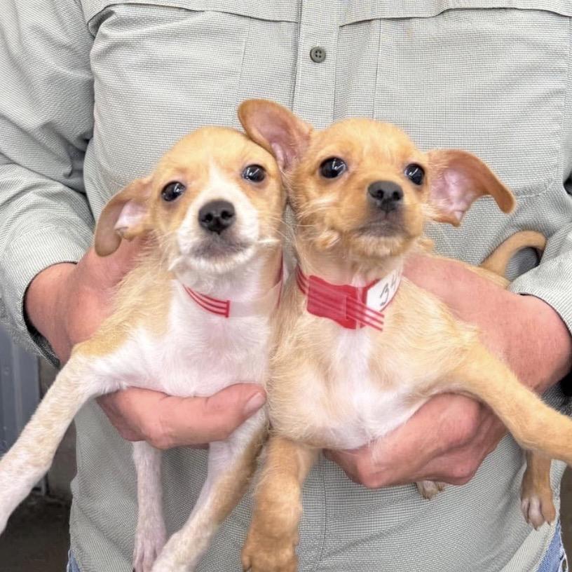 Enlarge 344 (2026) Finn, a Adoptable mixed breed in Parker, CO image 5/6