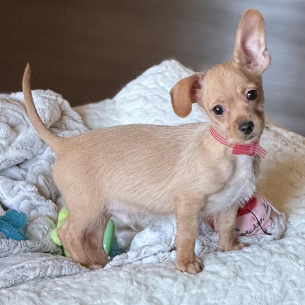 Enlarge 344 (2026) Finn, a Adoptable mixed breed in Parker, CO image 6/6