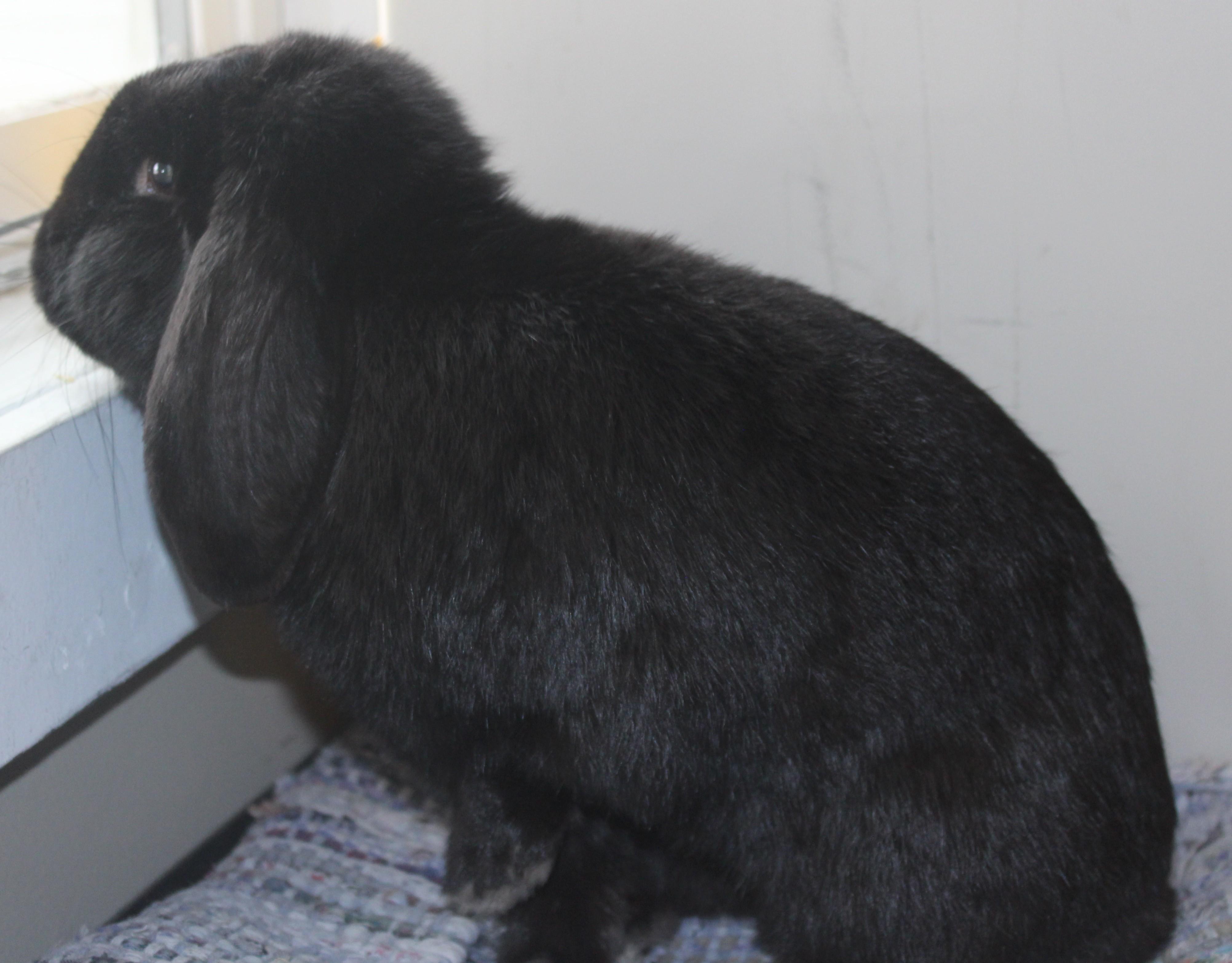 Enlarge Broccoli, an adopted Mini Lop in Huron, SD image 3/3