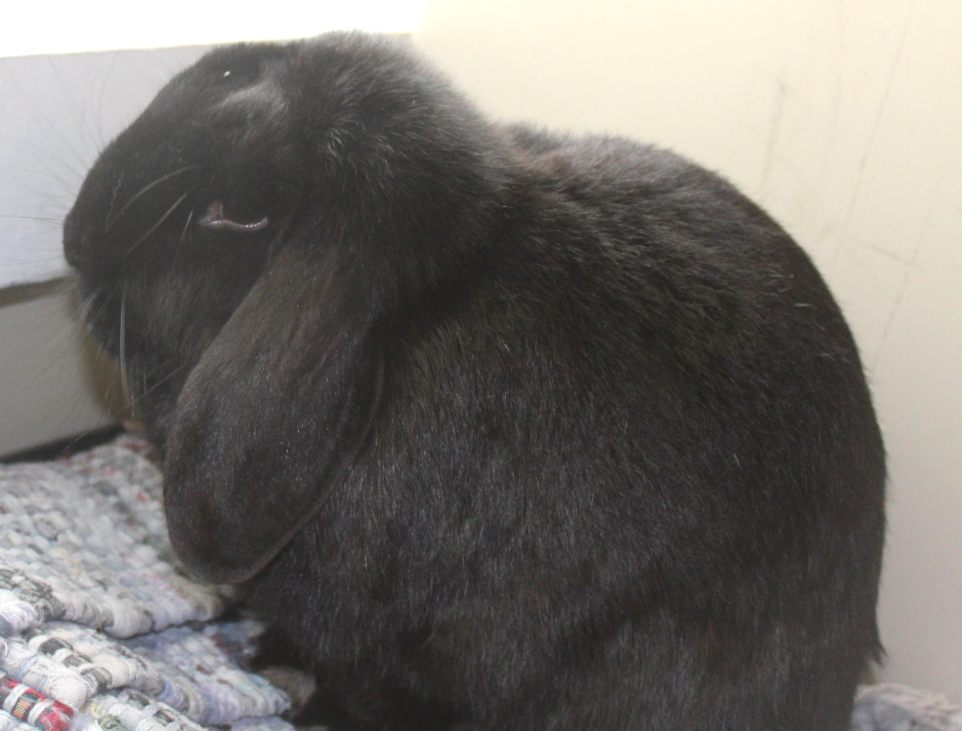 Enlarge Broccoli, an adopted Mini Lop in Huron, SD image 1/3