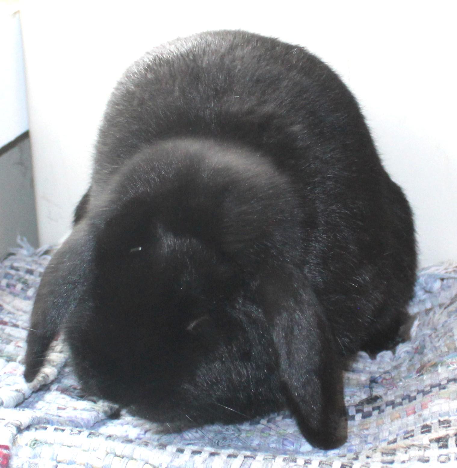 Enlarge Broccoli, an adopted Mini Lop in Huron, SD image 2/3