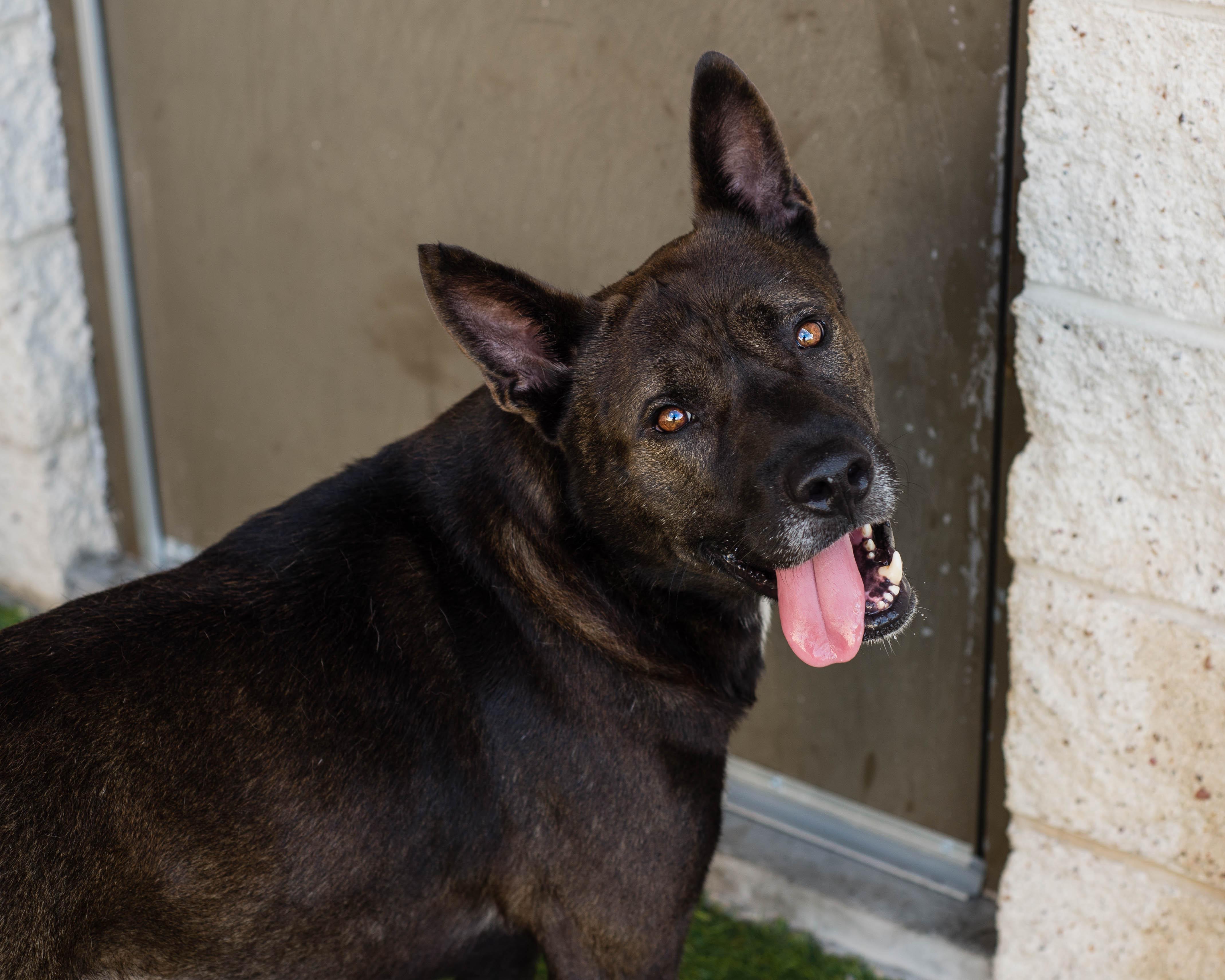 Enlarge Ryu, a Adoptable mixed breed in Mont Belvieu, TX image 3/3