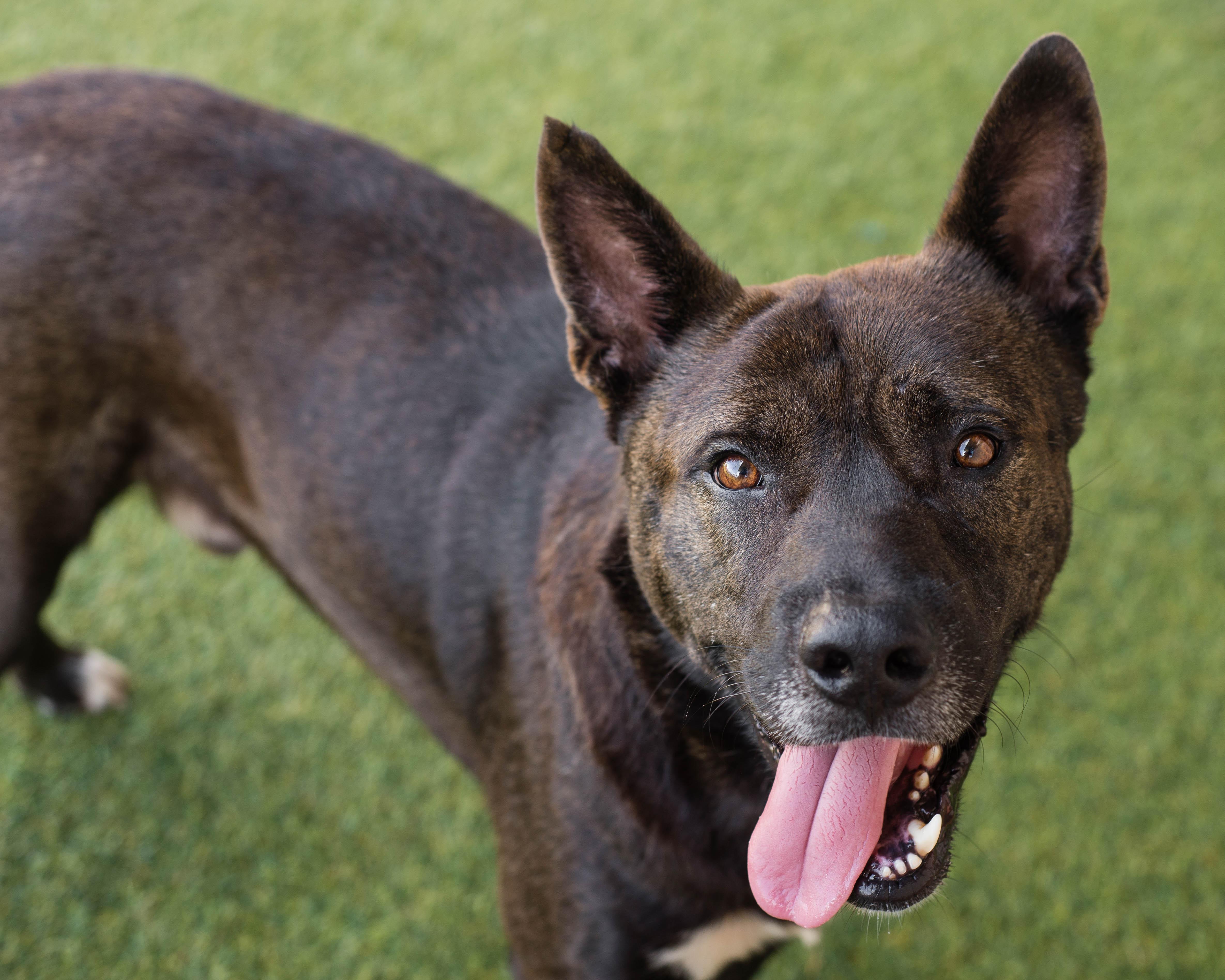 Ryu, Adoptable, Adult Male Akita.