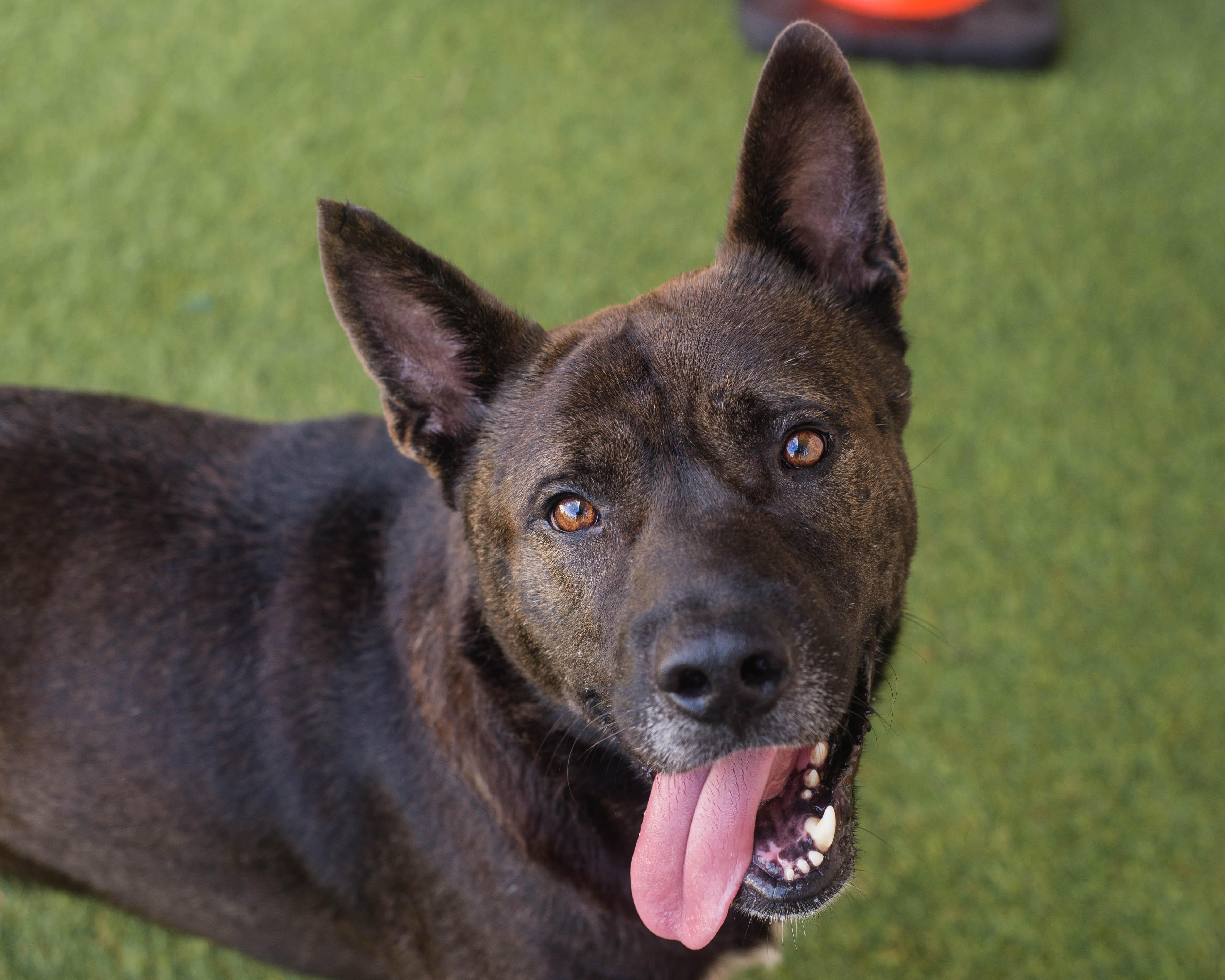 Enlarge Ryu, a Adoptable mixed breed in Mont Belvieu, TX image 2/3