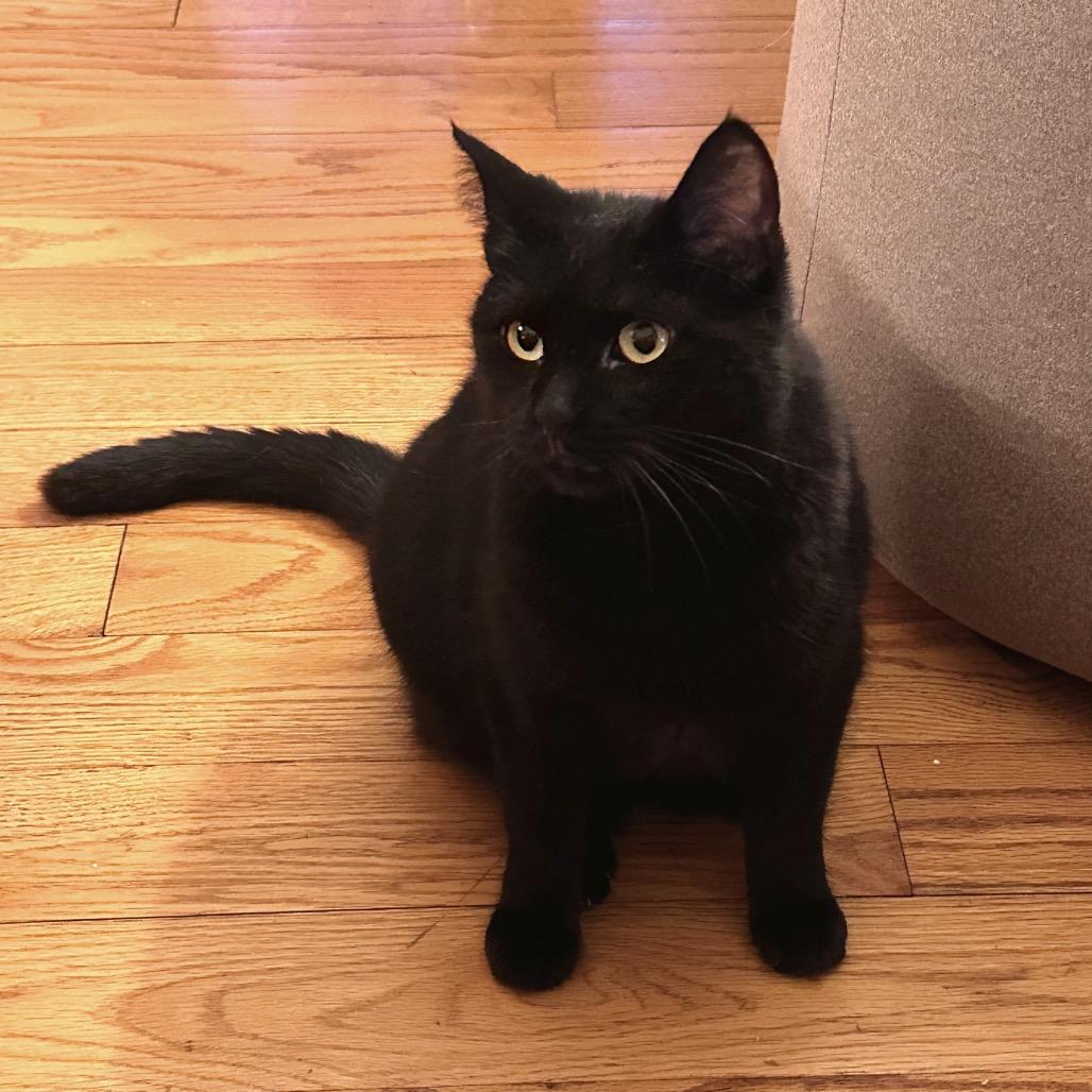 Enlarge Jojo & Tiramisu - Shy Sweet Girls, a Adoptable Domestic Short Hair in New York, NY image 2/6