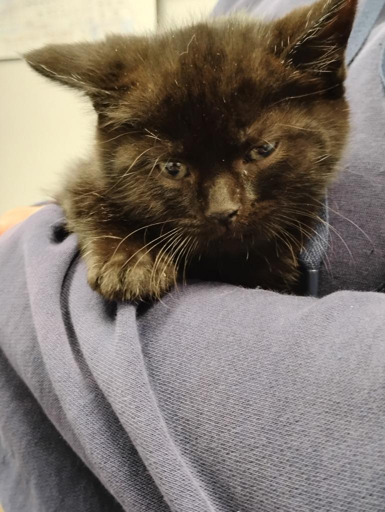 Peppermint, Adoptable, Kitten Female Domestic Short Hair.