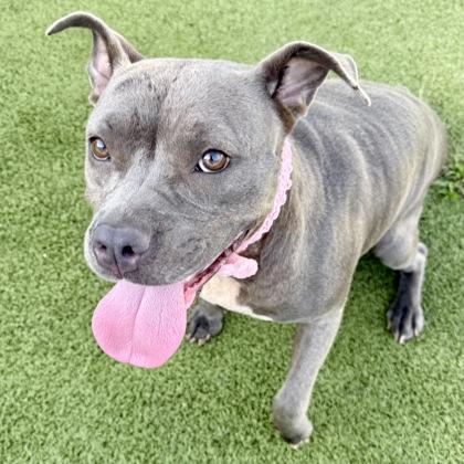 Honey, a Adoptable mixed breed in Largo, FL image 1/3