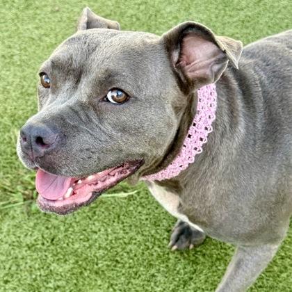 Honey, a Adoptable mixed breed in Largo, FL image 2/3