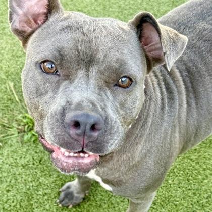 Honey, a Adoptable mixed breed in Largo, FL image 3/3