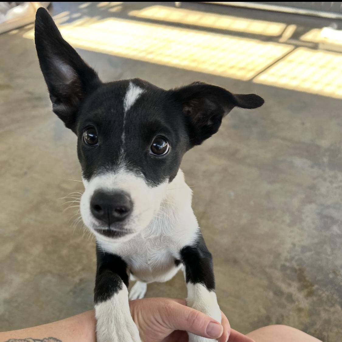 Fern, Adoptable, Puppy Female Rat Terrier & German Shepherd Dog.
