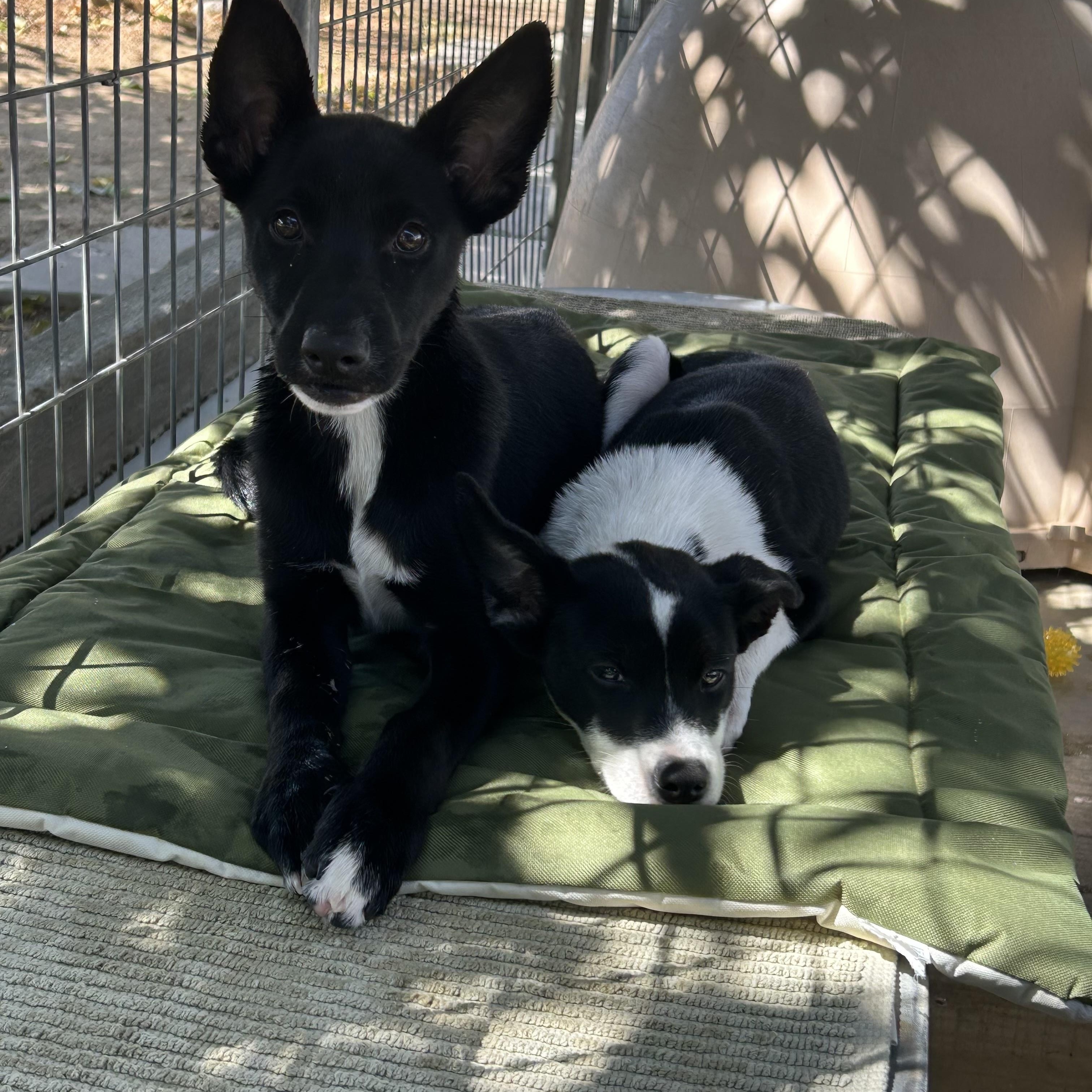 Enlarge Fern, a Adoptable mixed breed in Littlerock, CA image 4/4
