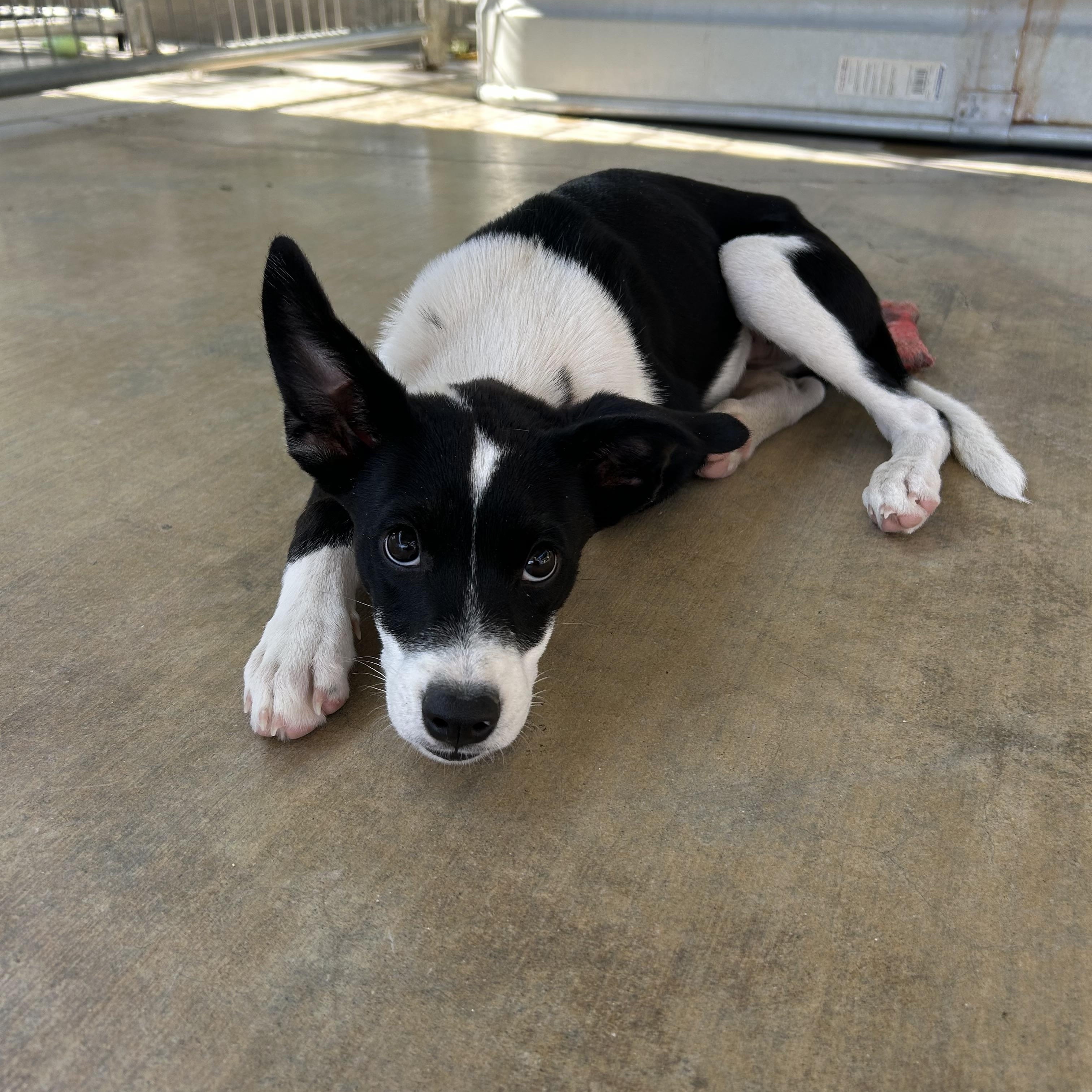 Enlarge Fern, a Adoptable mixed breed in Littlerock, CA image 2/4