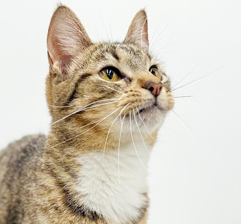 Expresso is the pick me up to make u smile ALWAYS!! Video!!!, a Adoptable mixed breed in Bedford Hills, NY image 3/6