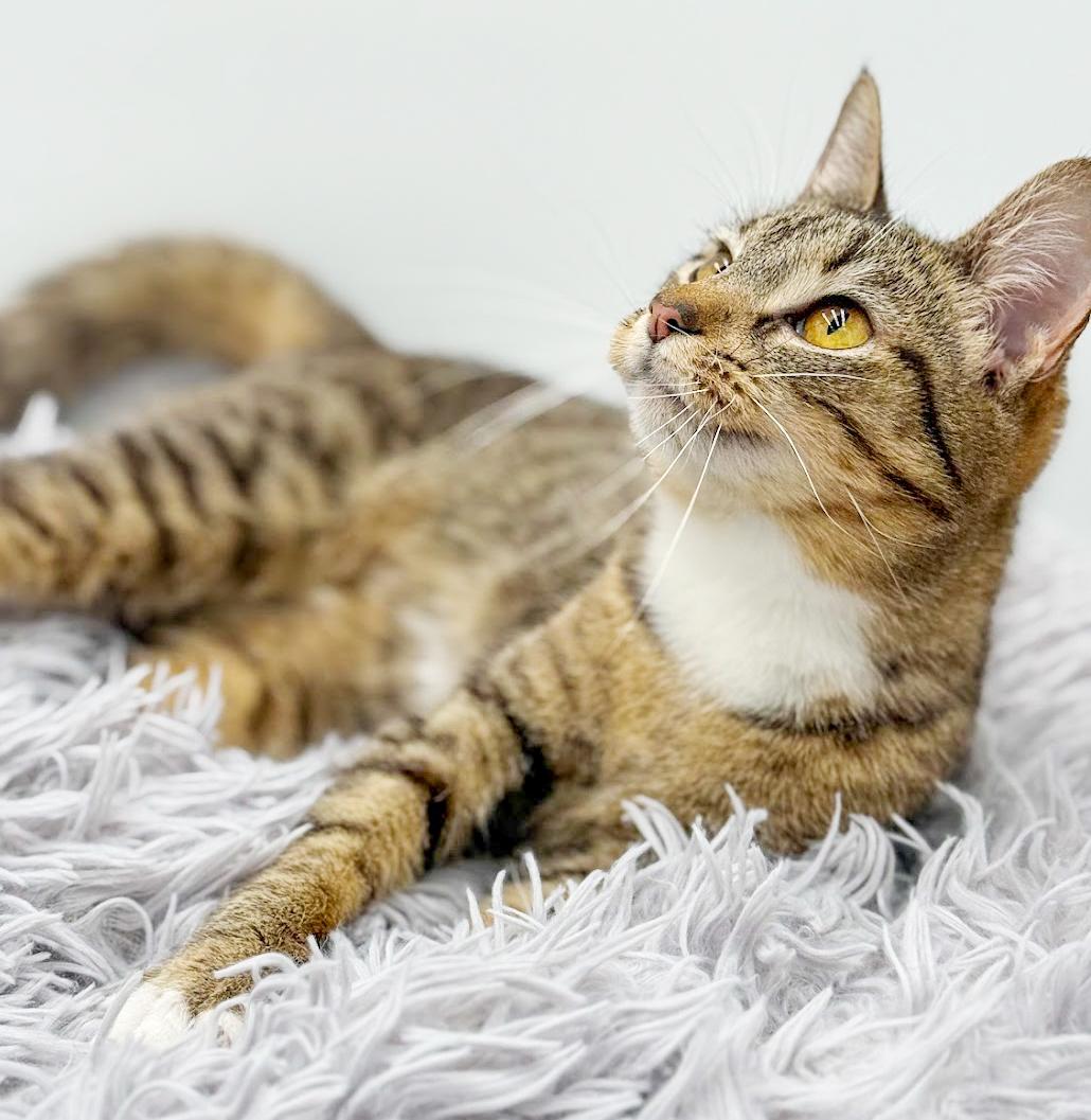 Expresso is the pick me up to make u smile ALWAYS!! Video!!!, a Adoptable mixed breed in Bedford Hills, NY image 2/6