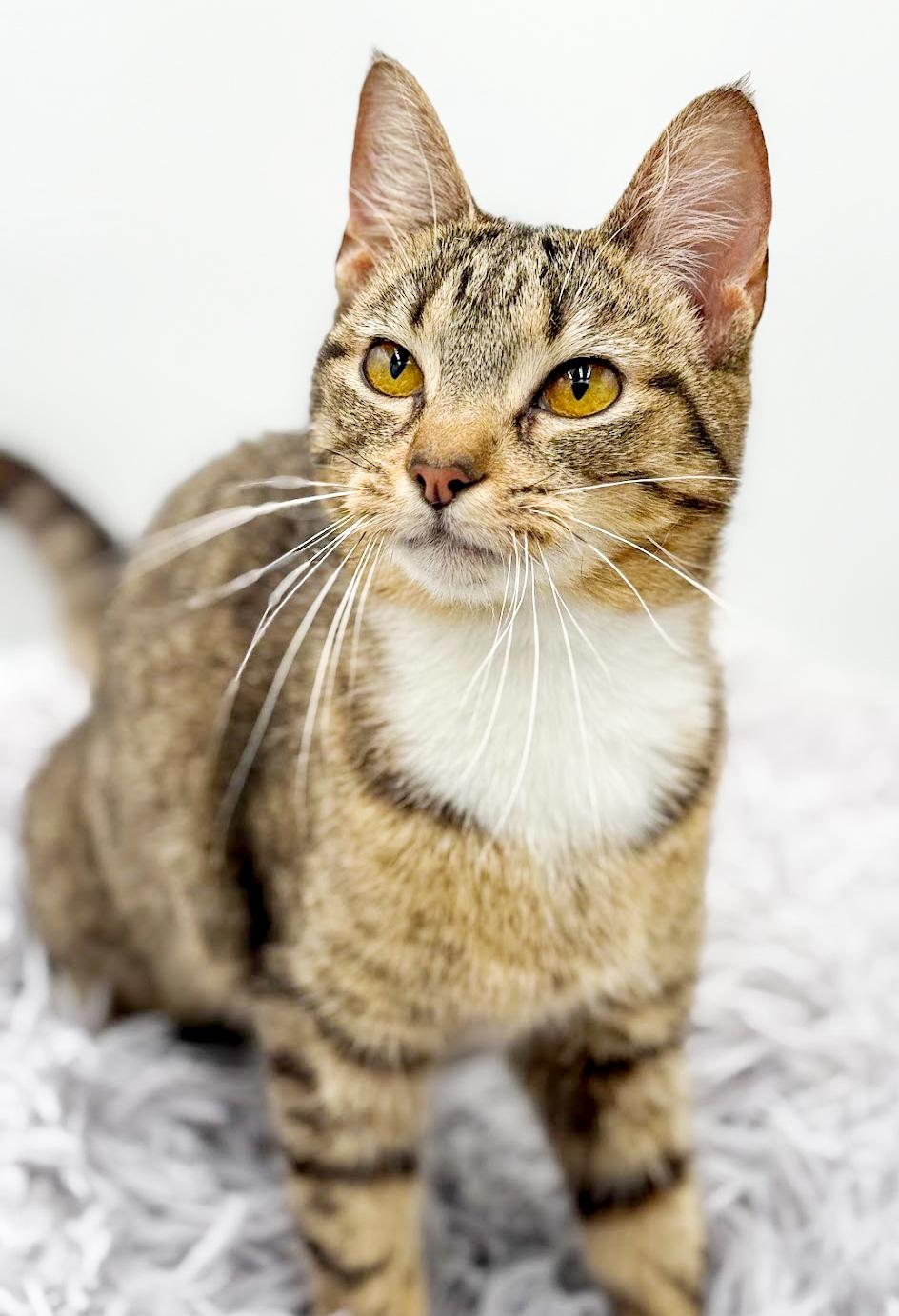 Expresso is the pick me up to make u smile ALWAYS!! Video!!!, a Adoptable mixed breed in Bedford Hills, NY image 5/6