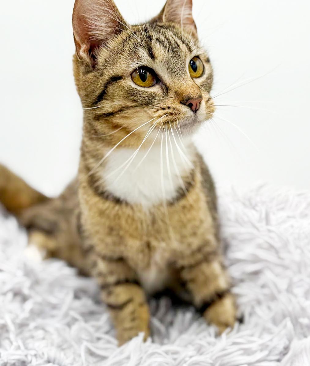 Expresso is the pick me up to make u smile ALWAYS!! Video!!!, a Adoptable mixed breed in Bedford Hills, NY image 6/6