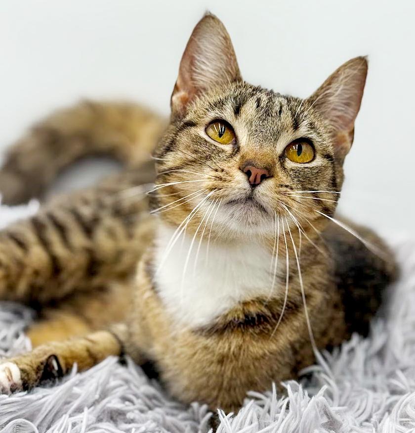 Expresso is the pick me up to make u smile ALWAYS!! Video!!!, a Adoptable mixed breed in Bedford Hills, NY image 1/6