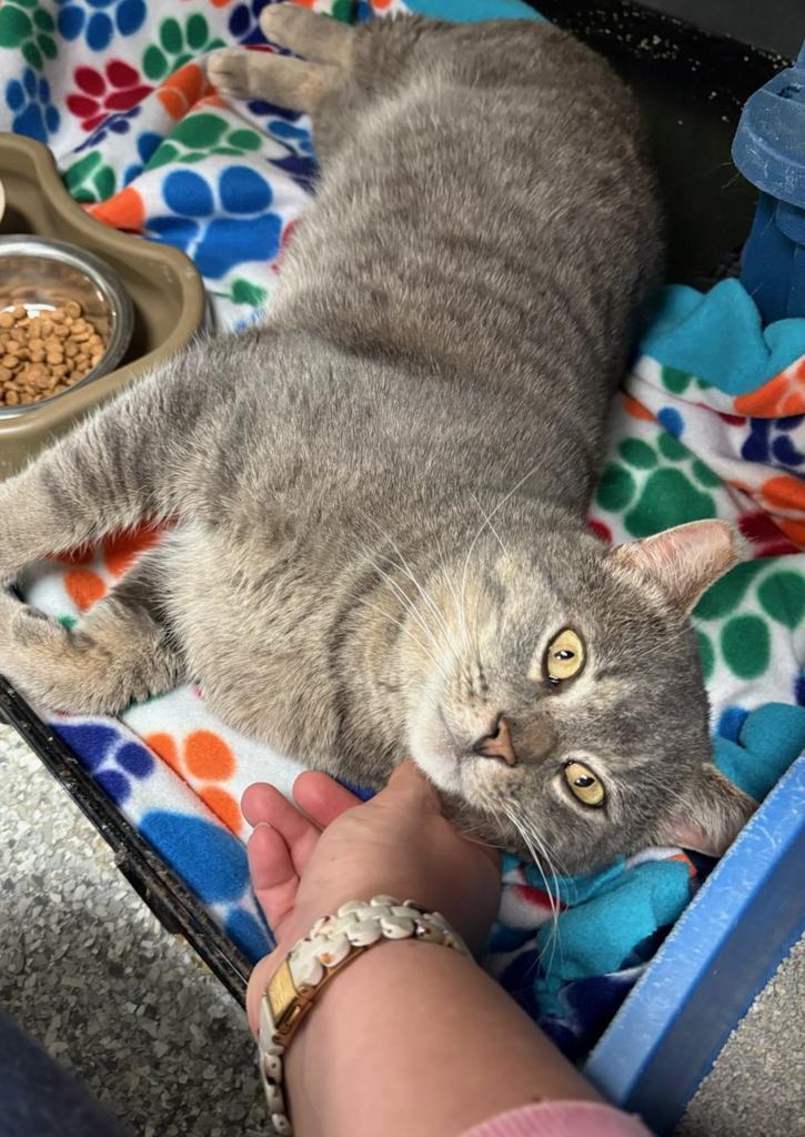 Rob Thomas, Adoptable, Adult Male Domestic Short Hair.