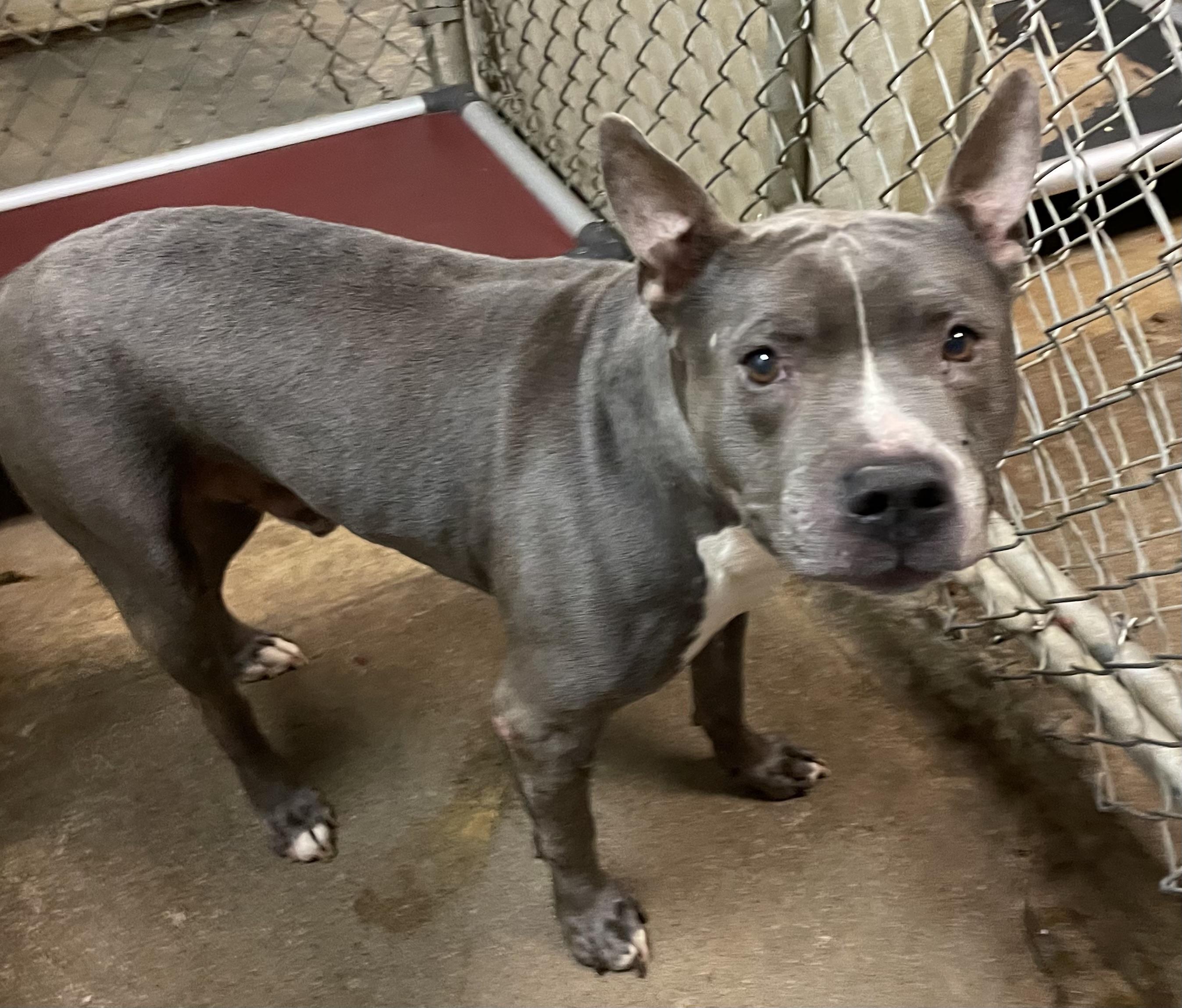 Stitch OWNER REDEEMED , an adopted Pit Bull Terrier in Canton, OH image 1/2