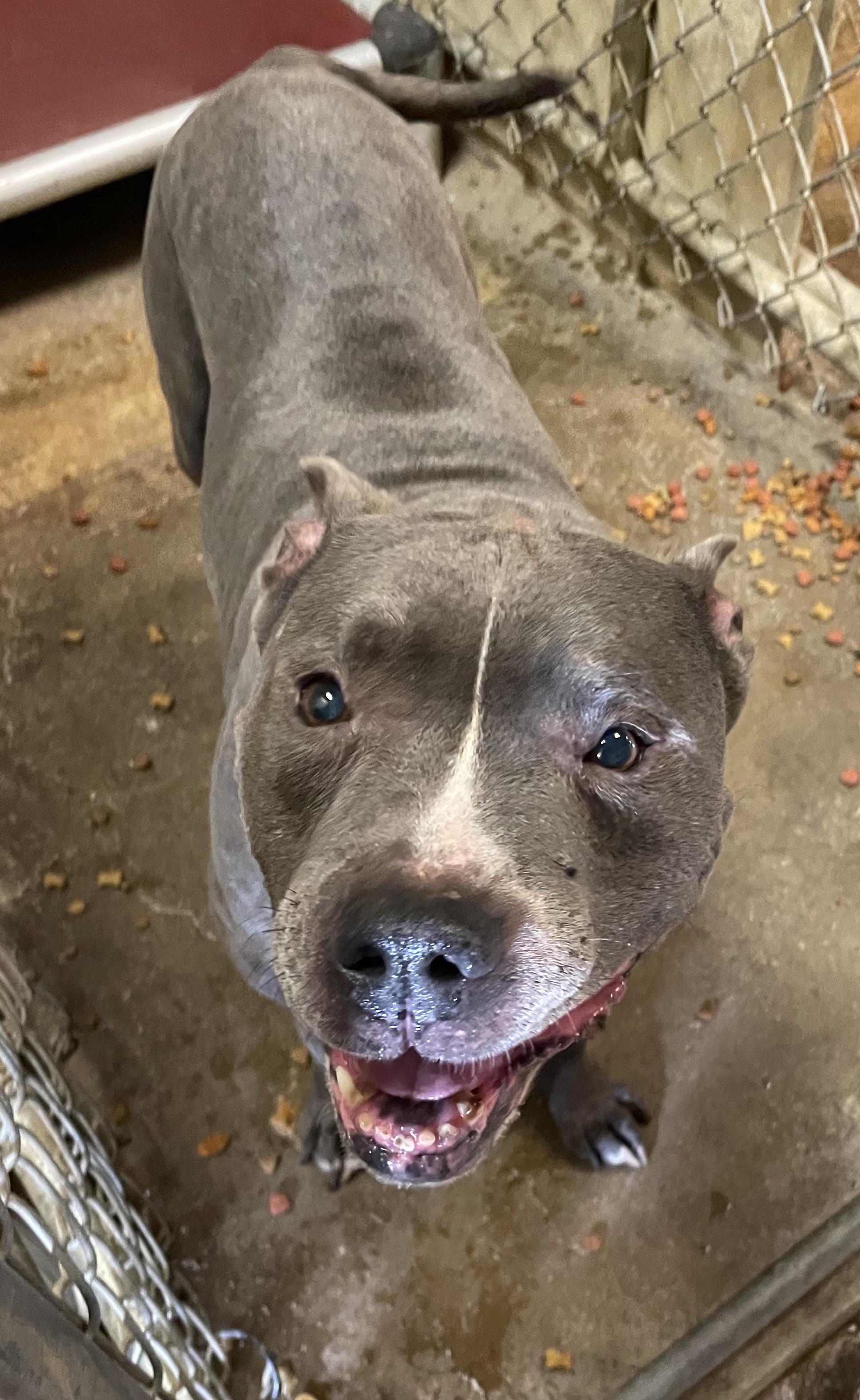 Stitch OWNER REDEEMED , an adopted Pit Bull Terrier in Canton, OH image 2/2