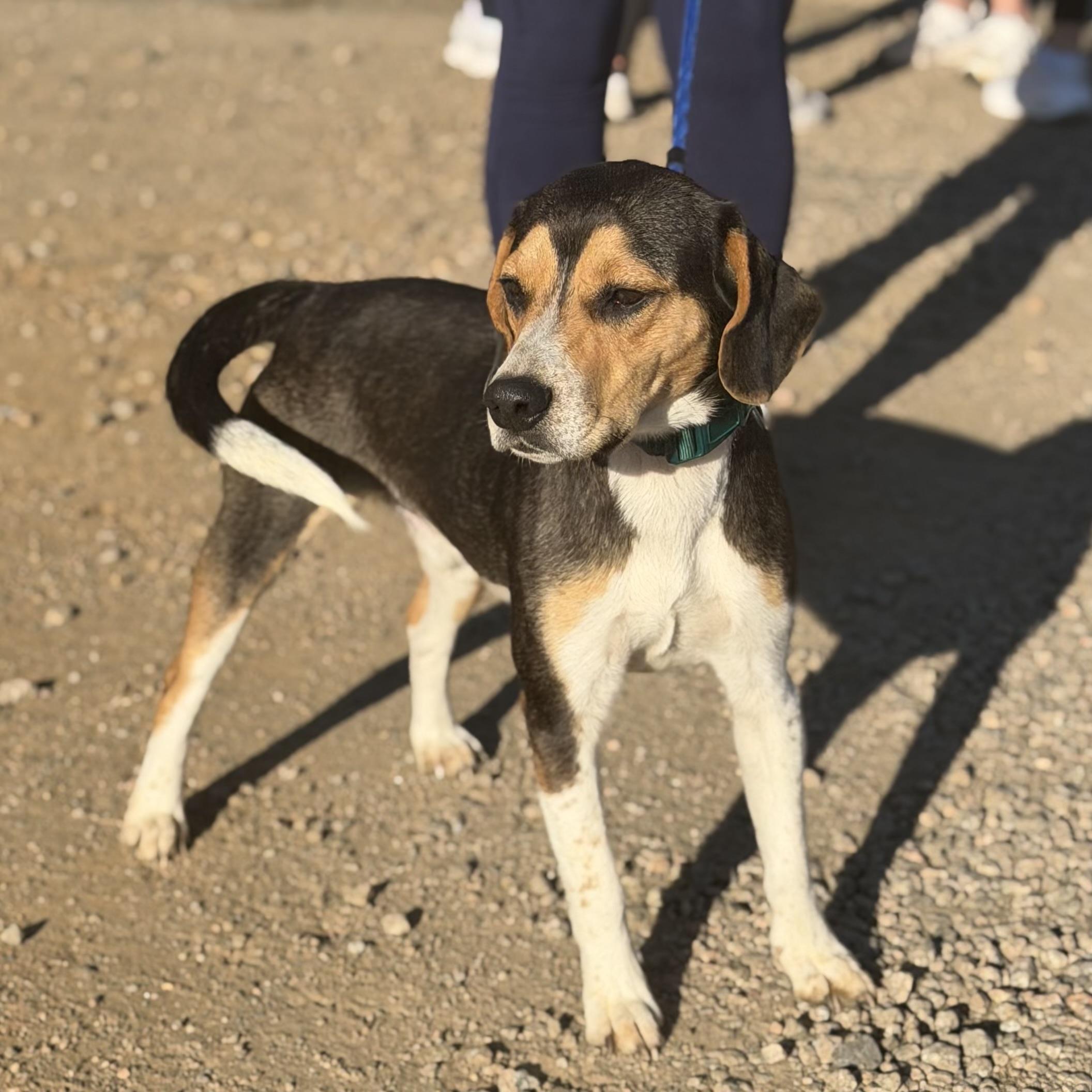 Enlarge Buster, an adopted mixed breed in Columbia, SC image 3/5