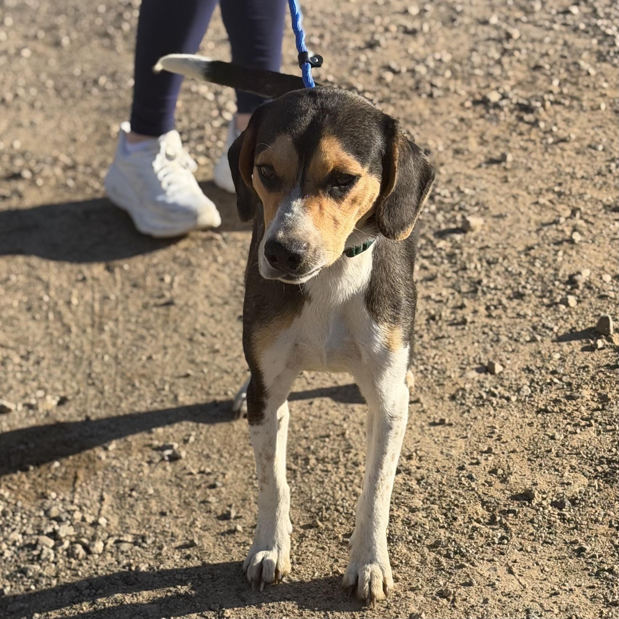 Enlarge Buster, an adopted mixed breed in Columbia, SC image 5/5