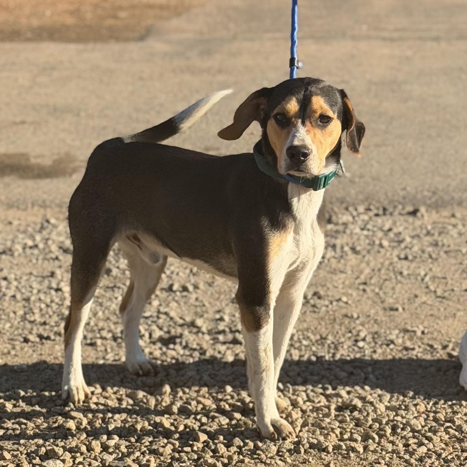 Enlarge Buster, an adopted mixed breed in Columbia, SC image 2/5