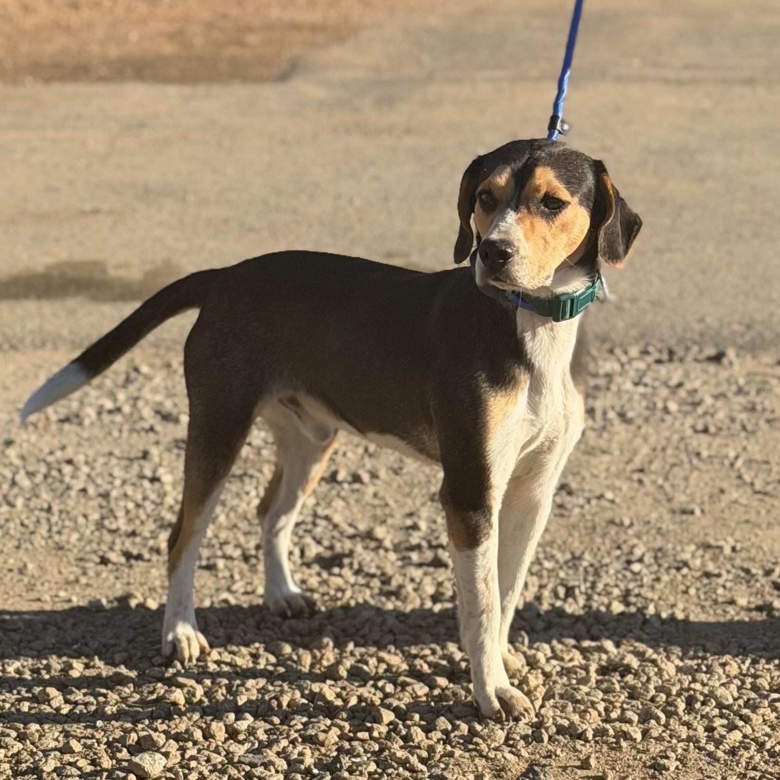 Enlarge Buster, an adopted mixed breed in Columbia, SC image 4/5