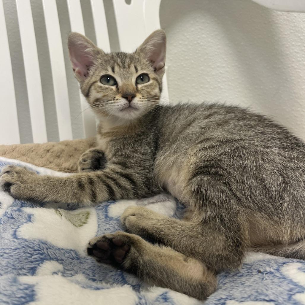 Faith, a Adoptable Domestic Short Hair in Greensboro, GA image 1/2