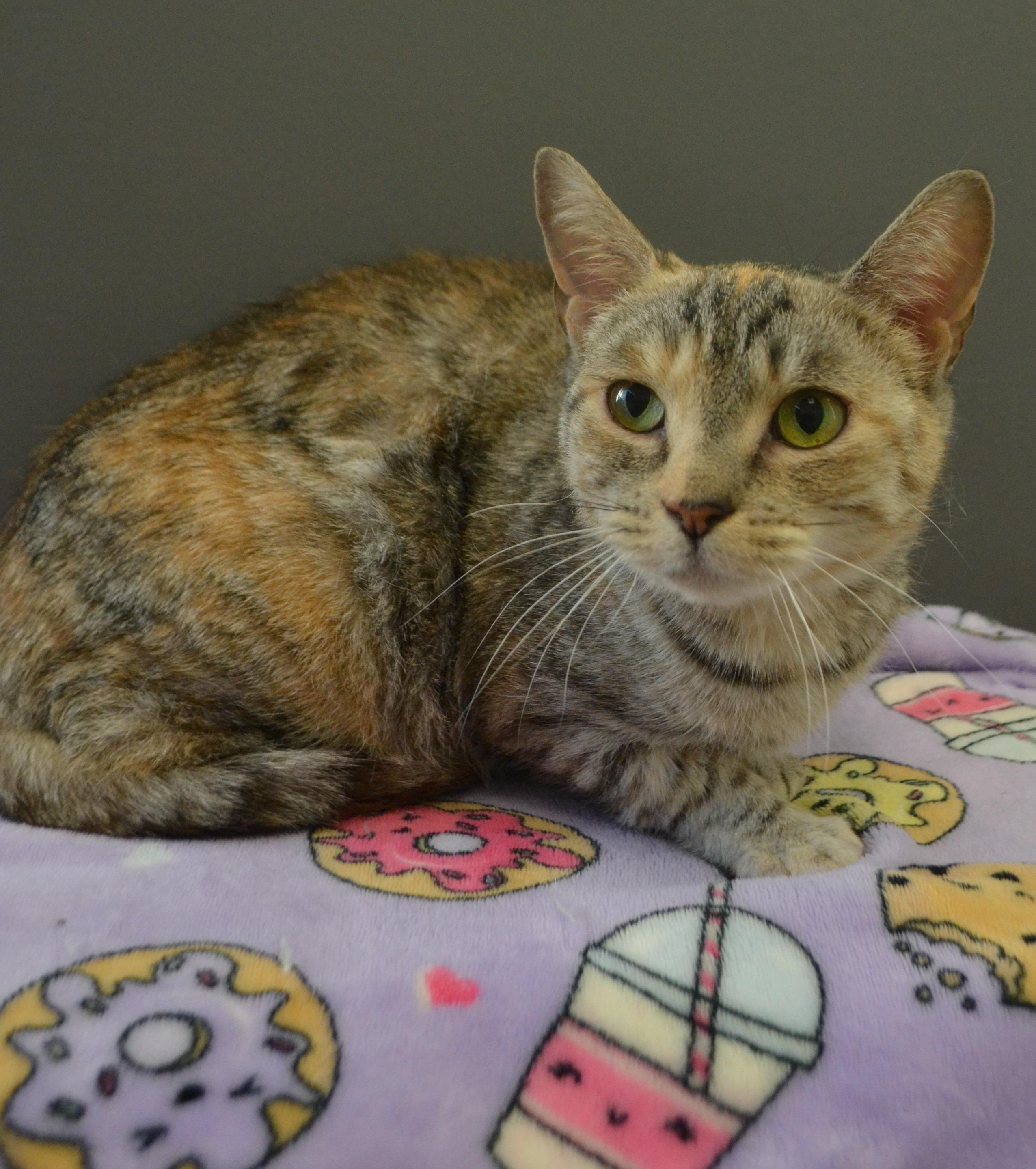 Maki, an adopted Domestic Short Hair in Anjou, QC image 2/2