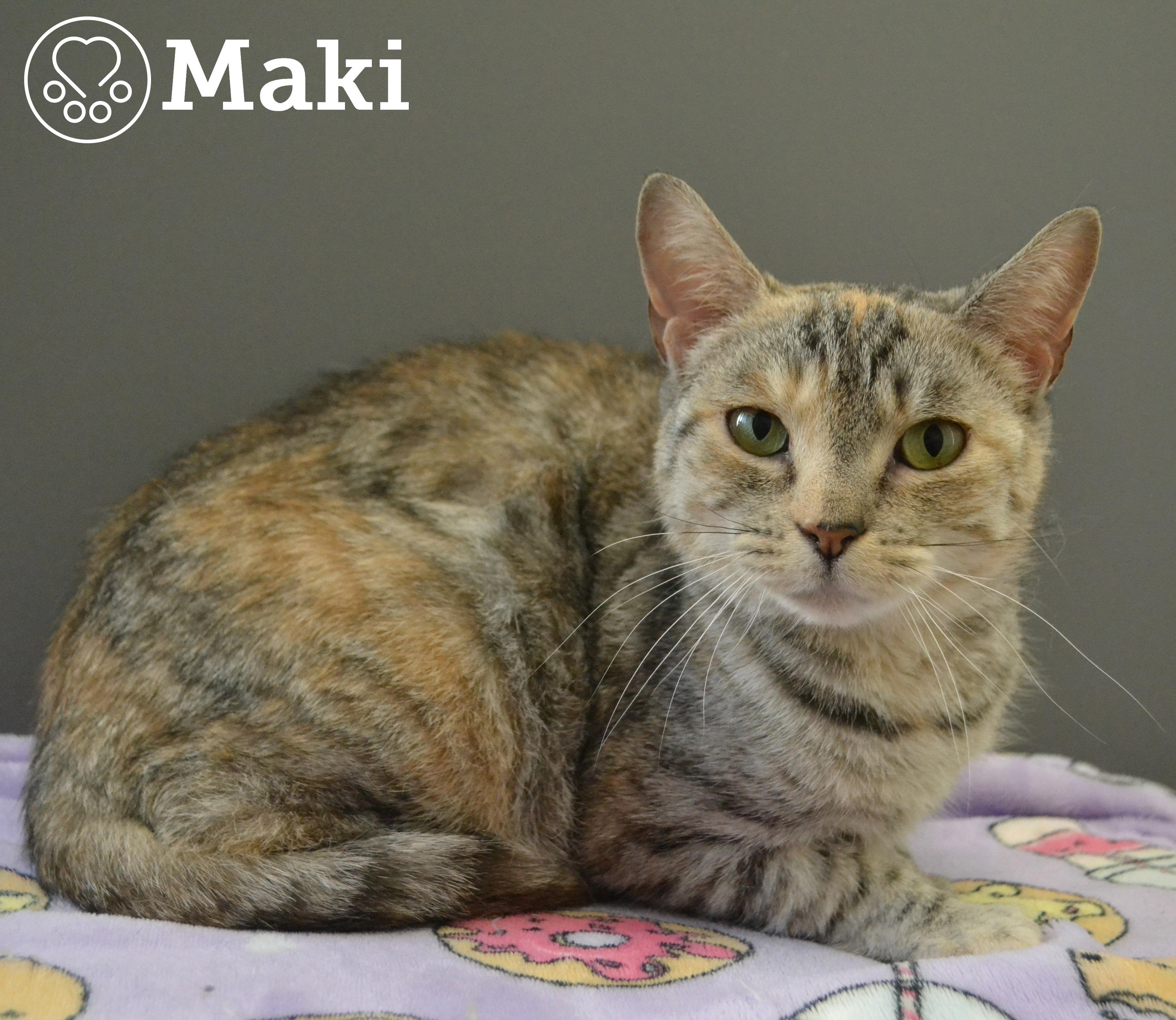 Maki, an adopted Domestic Short Hair in Anjou, QC image 1/2
