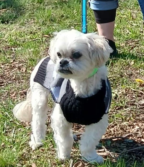 Enlarge Miaka (Mika), a Adopted Shih Tzu in Sunrise Beach, MO image 1/1