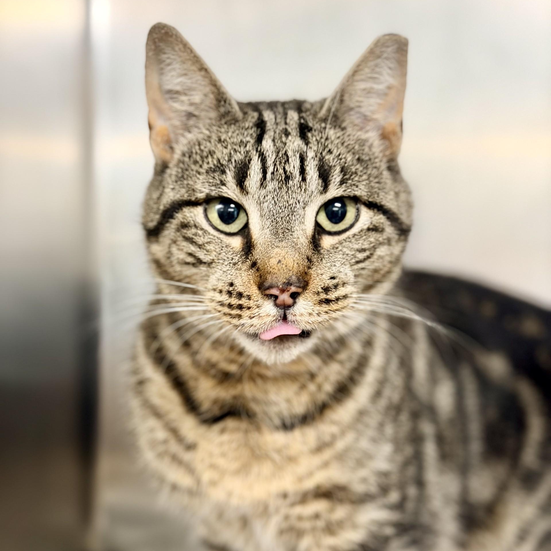 Enlarge Tayla, a ADOPTABLE Domestic Short Hair in Jackson, NJ image 1/1
