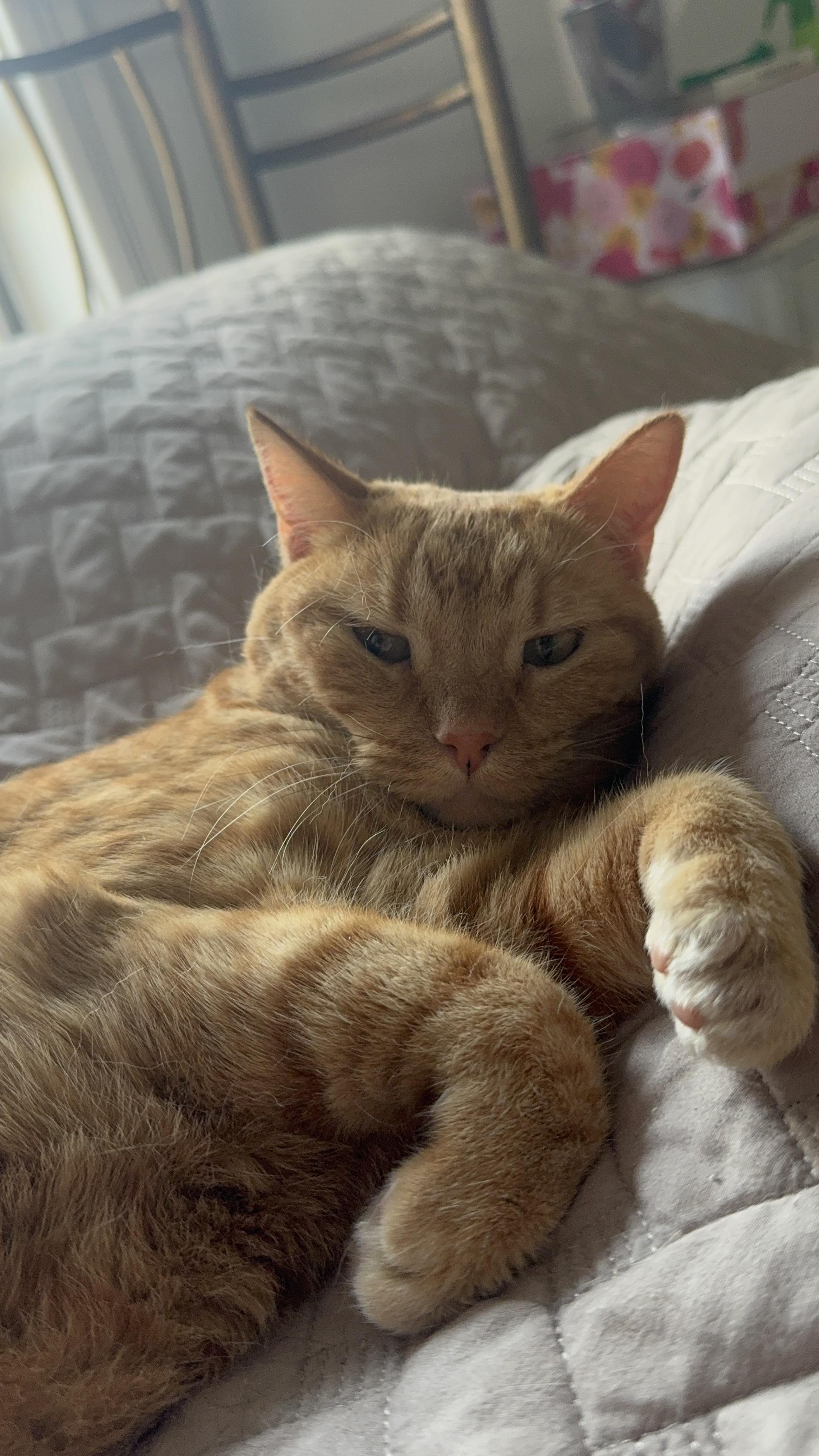 Zoey, Adoptable, Adult Female Domestic Short Hair.