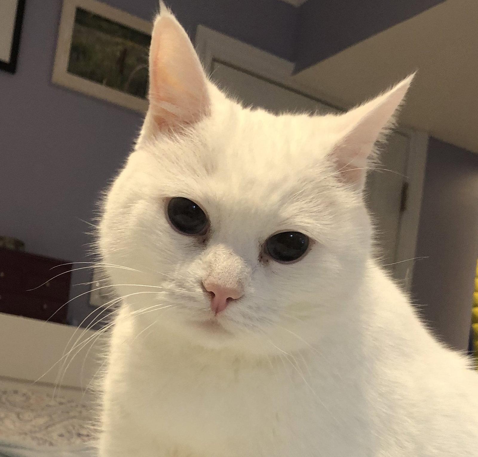 Brie (Happy Single), Adoptable, Senior Female Domestic Short Hair.