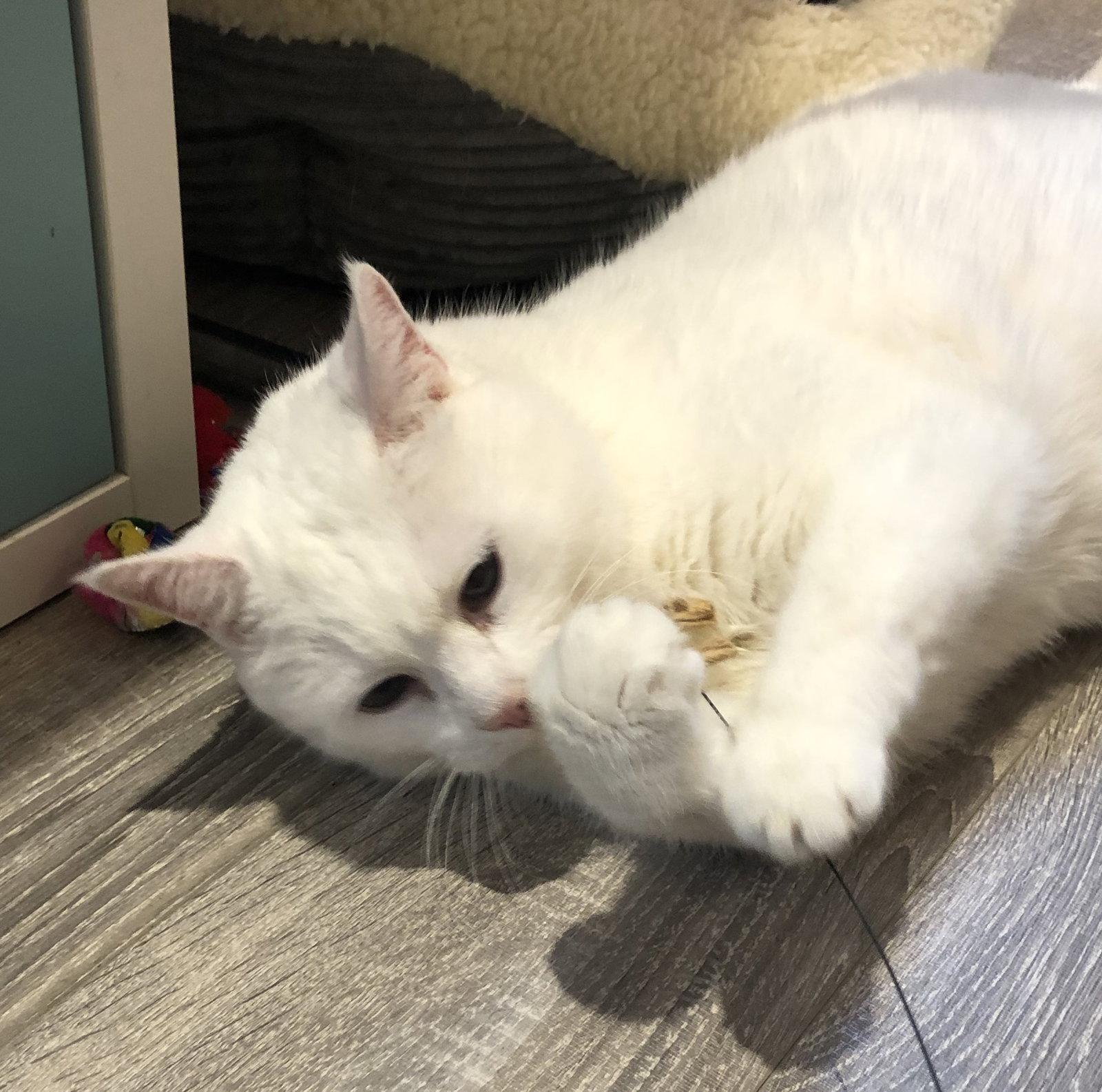 Enlarge Brie (Happy Single), a Adoptable Domestic Short Hair in Richmond Hill, ON image 2/3