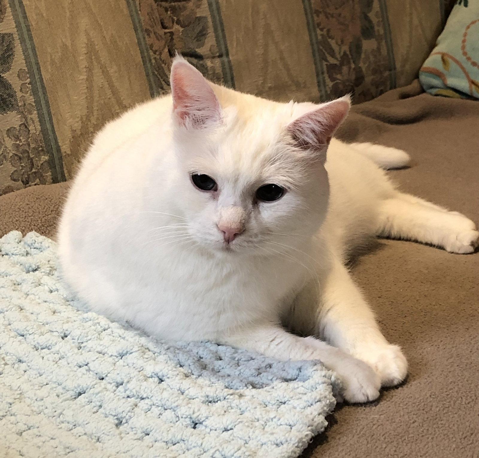Enlarge Brie (Happy Single), a Adoptable Domestic Short Hair in Richmond Hill, ON image 3/3