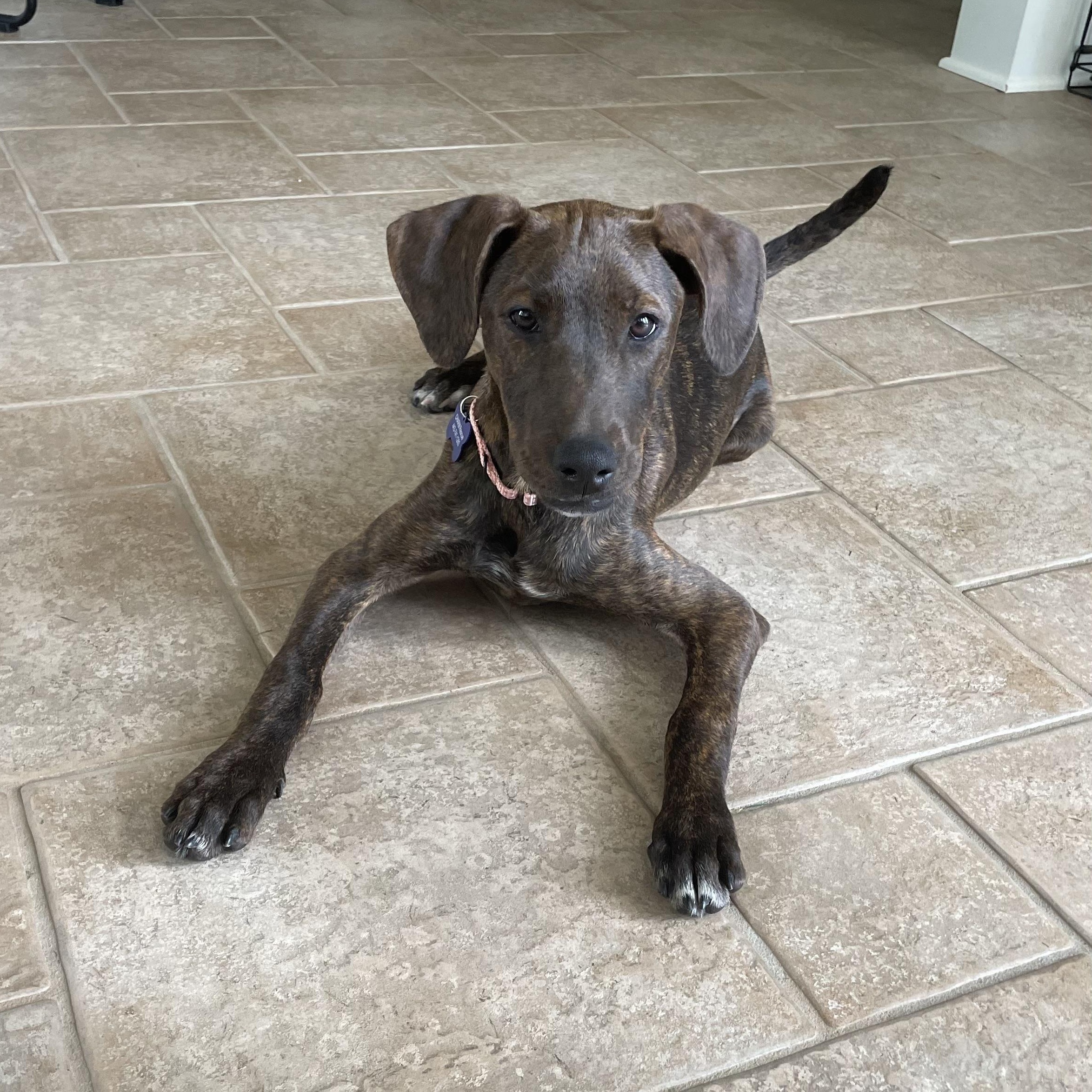 Enlarge Kimmie, a Adoptable mixed breed in Columbia, MD image 6/6
