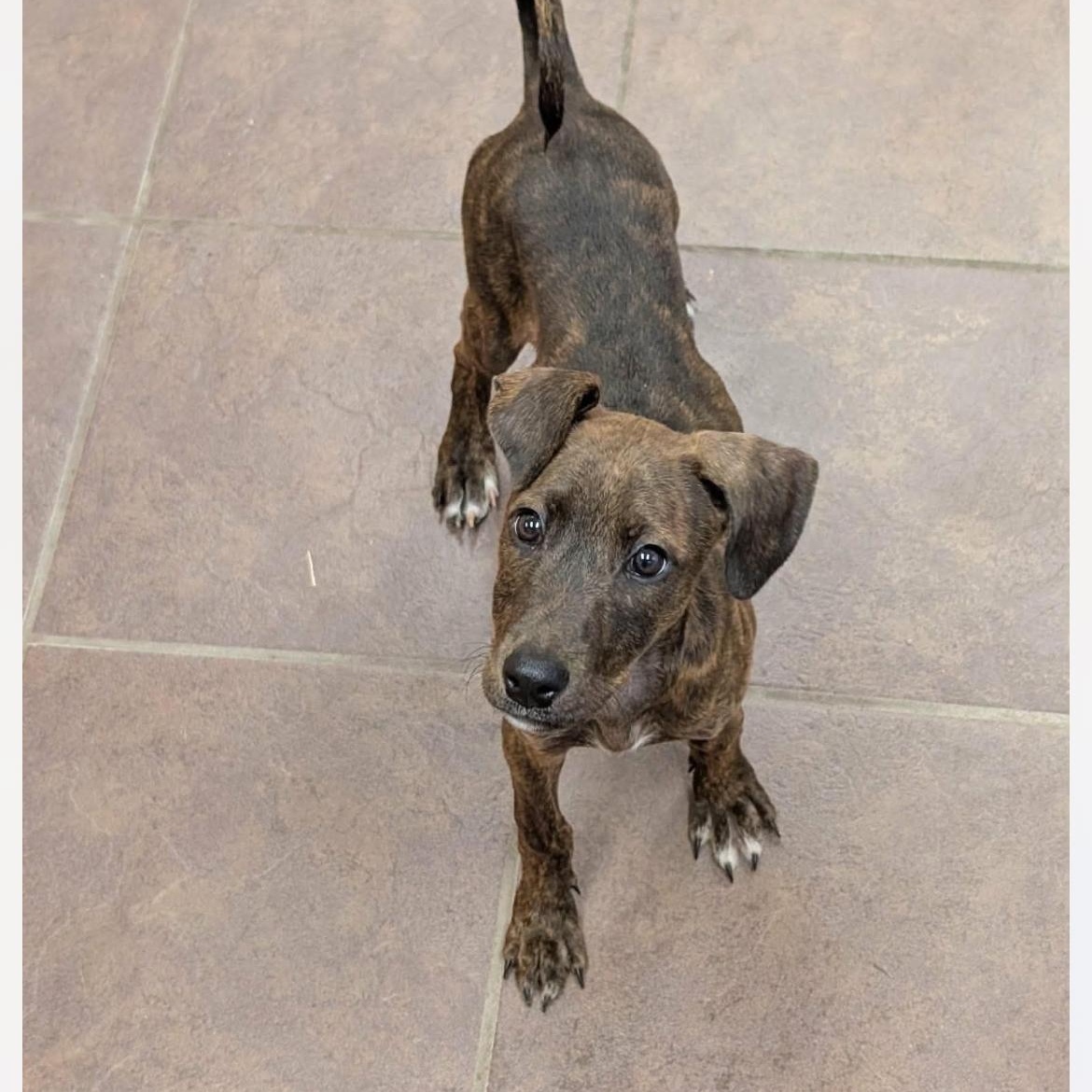 Enlarge Kimmie cs, a ADOPTABLE mixed breed in Columbia, MD image 4/4