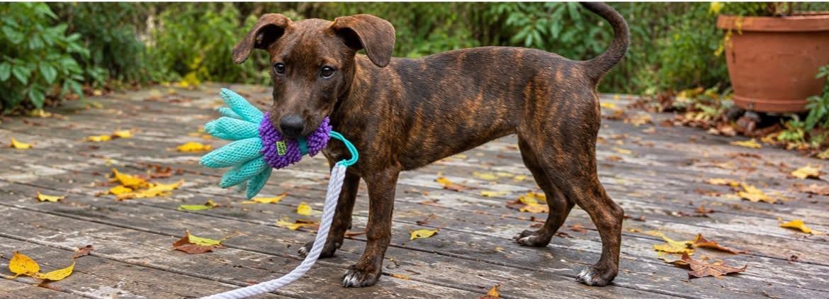 Enlarge Kimmie, a Adoptable mixed breed in Columbia, MD image 4/6