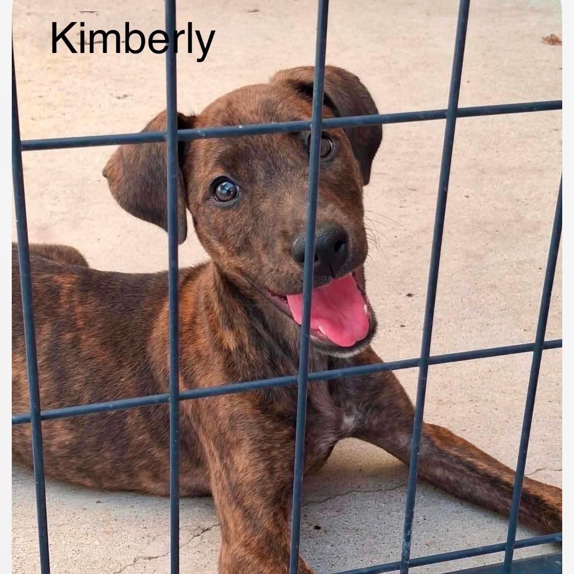 Enlarge Kimmie cs, a ADOPTABLE mixed breed in Columbia, MD image 3/4