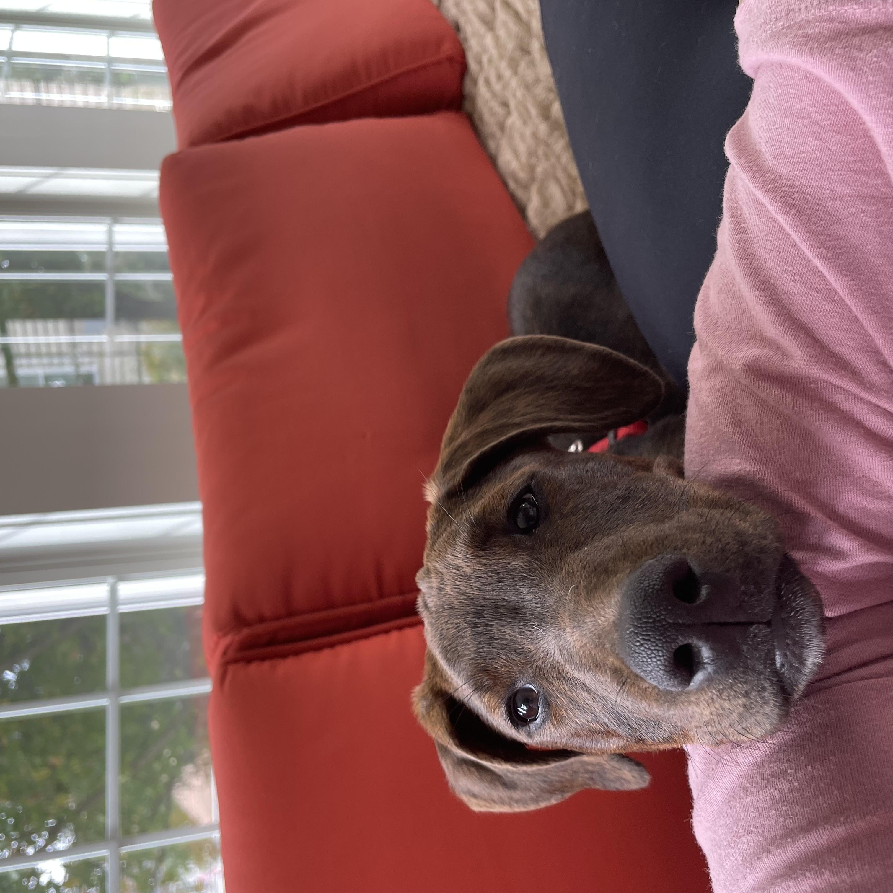Enlarge Kimmie, a Adoptable mixed breed in Columbia, MD image 5/6
