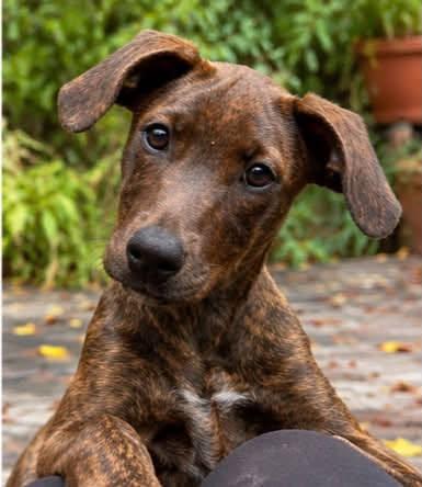 Enlarge Kimmie, a Adoptable mixed breed in Columbia, MD image 1/6