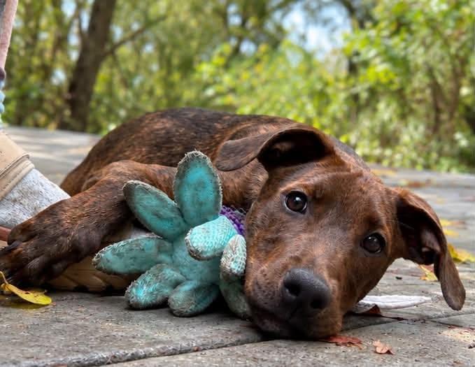 Enlarge Kimmie, a Adoptable mixed breed in Columbia, MD image 2/6