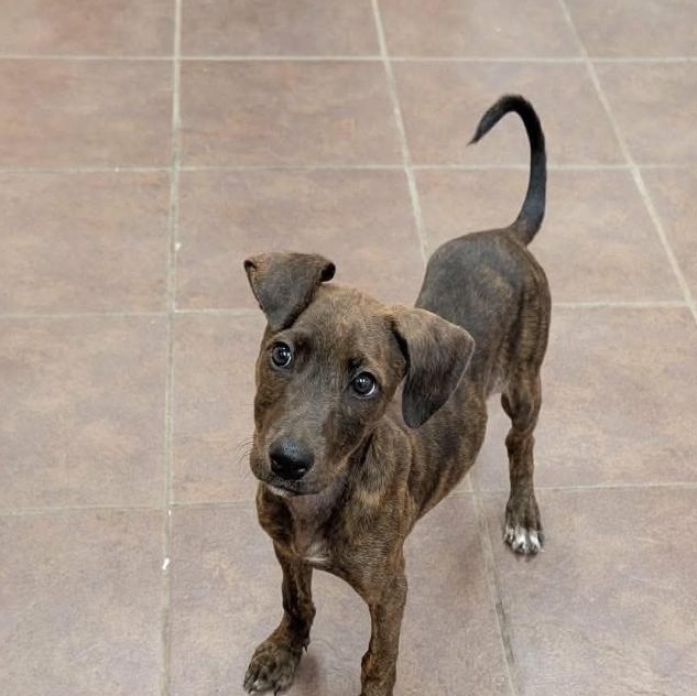 Kimmie cs, ADOPTABLE, Puppy Female Hound.
